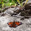 Peacock Butterfly on Primitivo.webp