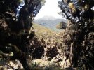 Te Araroa Trail (2022). Tararua ranges Park. Beech forest r.jpg