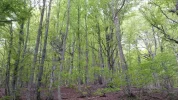 forest .webp