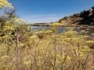 Te Araroa trail, NZ (2022).  The scent of wild fennel. Otaihanga, estuary and scientific reser...jpg