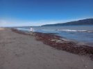 Te Araroa trail NZ (2022). Walking the beach.  Kapiti Island r.jpg