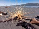 Te Araroa trail, NZ. Beach souvenirs. Kapiti Island r.jpg