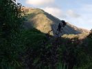 Tuis on a harakeke stalk. Te Araroa Trail (2022). Escarpment track, Paikakariki r.jpg