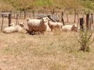 7 Te Araroa trail, NZ (2022). Back-country sheep farming near Old Coach Road r.jpg