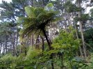 Te Araroa trail NZ (2022). Punga in a pine forrest r.jpg