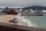 Te Araroa trail NZ (2022). Oriental Bay resident, Wellington.jpg