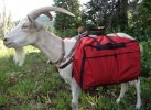 Hiking-With-Pack-Goats-is-a-Thing-2.jpg