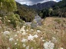 3 TA Trail NZ. Tinline River. Near Pelorous Track trailhead..jpg