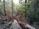 6 TA Trail NZ. Majestic tree, fallen..jpg