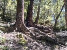 7 TA Trail NZ. Staircase of roots. Pelorous track.jpg