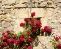 Climbing roses Camino Le Puy.webp