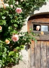 Climbing roses.webp