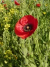 ANZAC day poppy.webp