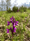 Field of wild orchids.gif