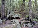 8 TA Trail NZ. Direction Starveall hut. Richmond Ranges.jpg