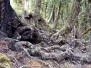 9 TA Trail NZ. Root scrambling. Richmond Ranges.jpg