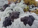 2 TA Trail NZ. Alpine vegetation. Direction Slaty hut. Richmond Ranges.webp