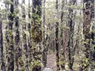 6 TA Trail NZ. Alpine Beech. Direction Old Man. Richmond Ranges.webp