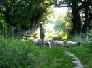 Tending flock Ostabat.webp