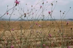 109 spindly thistles.webp