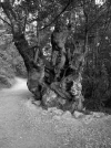 Old tree near Sarria. CF June 2019..jpg