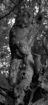 Old tree near Sarria. CF June 2019. Crop..webp