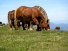 Horses 1.webp