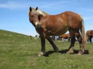 Horses 2.webp