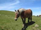 Horses 4.webp