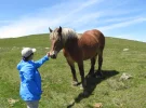 Horses 6.webp