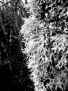 Lichen after Foncebadon.jpg