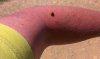 0719-stowaway ladybird (Vilar de Mazarife-San Justo de la Vega, 13.07.14).jpg
