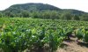 0807-vineyard before Toral de Merayo (Ponferrada-Priaranza del Bierzo, 17.07.14).jpg