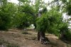 0840-old chestnuts after Villavieja (Priaranza del Bierzo-Las Medulas, 18.07.14).jpg