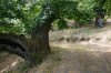 0841-old chestnuts after Villavieja (Priaranza del Bierzo-Las Medulas, 18.07.14).jpg