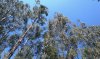 0954-eucalyptus trees on the way to Bendillo (A Rua-Quiroga, 23.07.14).jpg