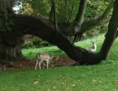 fallow deer.webp