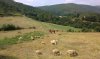 0979-pasture after Barxa de Lor (Quiroga-Pobra de Brollon, 24.07.14).jpg