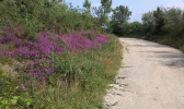 0981-flowers & Camino (Quiroga-Pobra de Brollon, 24.07.14).jpg