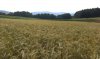 0982-cereal field (Quiroga-Pobra de Brollon, 24.07.14).jpg