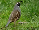 S California Quail.jpeg