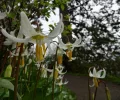 S Fawn Lilly.jpeg