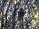 11 Morepork gazing at me. Riordans Hut. Kahurangi National Park. NZ.jpg