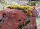 Day 3.2 strange orange lichen.  River stones near Lake Stanley.  Kahurangi National Park. NZ.jpg