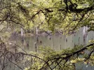 Day 3.7 Drowned trees. Lake Stanley. Kahurangi National Park. NZ.jpg