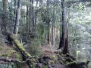 Day 4.1 Soper Shelter to Anatoki Forks Hut.  Beech forest. Kahurangi National Park. NZ.jpg