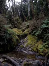 Day 4.2 Scrambling.  Kahurangi National Park. NZ.jpg