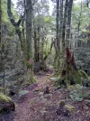 Day 4.3 Beech Forest. direction Anatoki Forks hut. Kahurangi National park. NZ.jpg