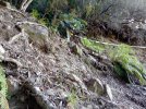 Day 5.6 third major slip. Anatoki Track. Kahurangi National Park. NZ.jpg