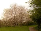 cherry trees.webp